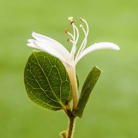 金银花烘干工艺参数与设备选型指南