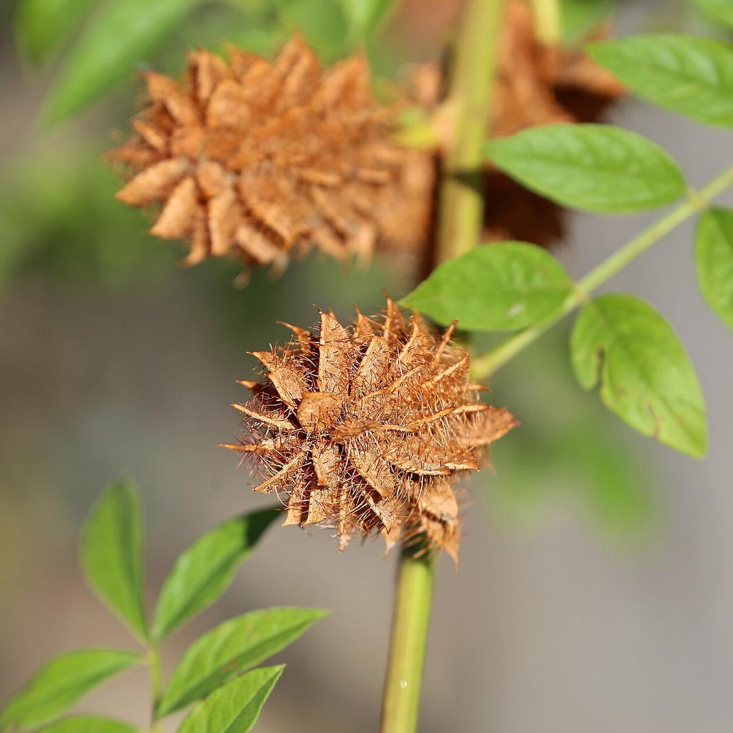甘草烘干