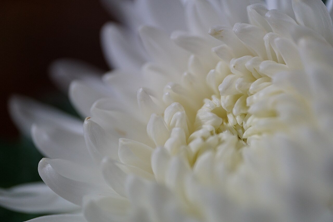新鲜菊花