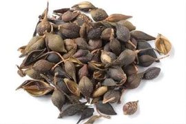 连翘烘干工艺参数与操作要点：果实类药材恒温干燥全流程