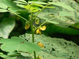 决明子烘干工艺流程与操作要点