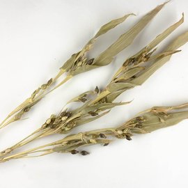薏苡仁烘干设备选型指南