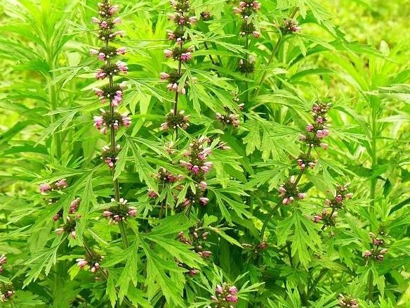 益母草新鲜药材