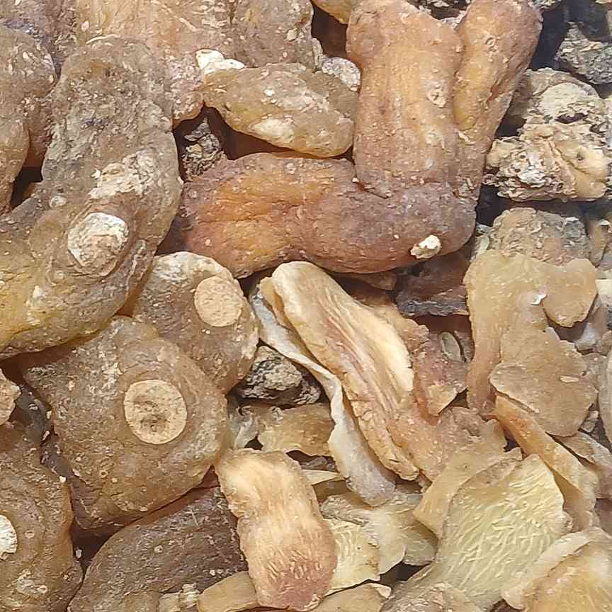 黄精干燥根茎药材