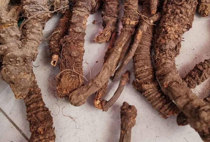 羌活干燥根茎