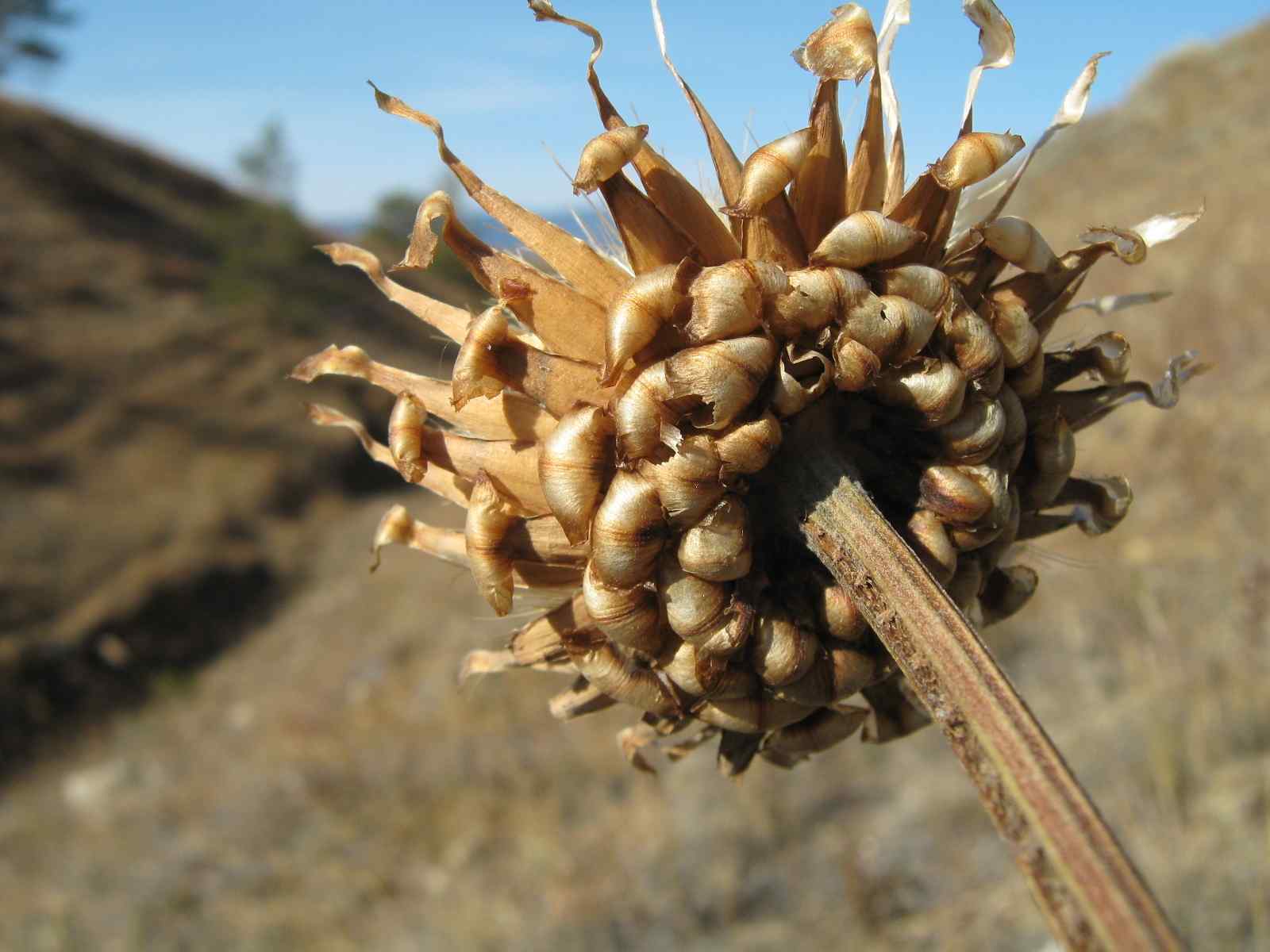 漏芦烘干成品实拍