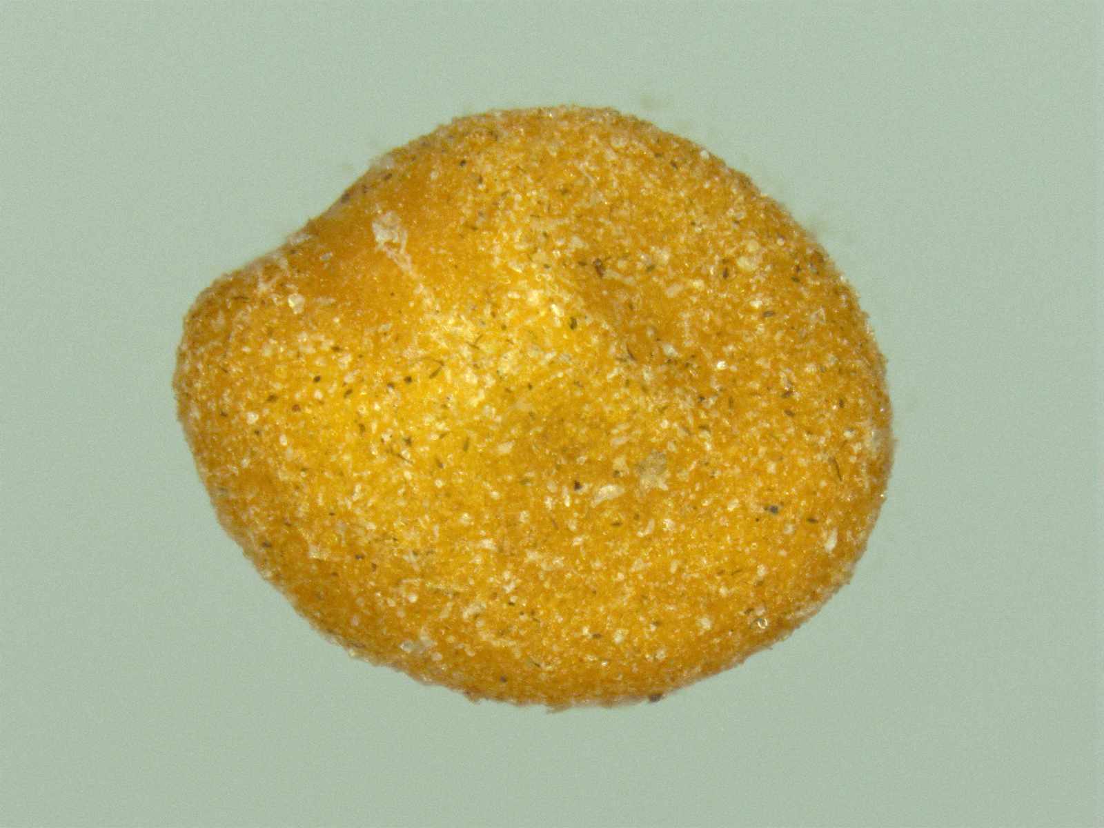 菟丝子干燥种子成品