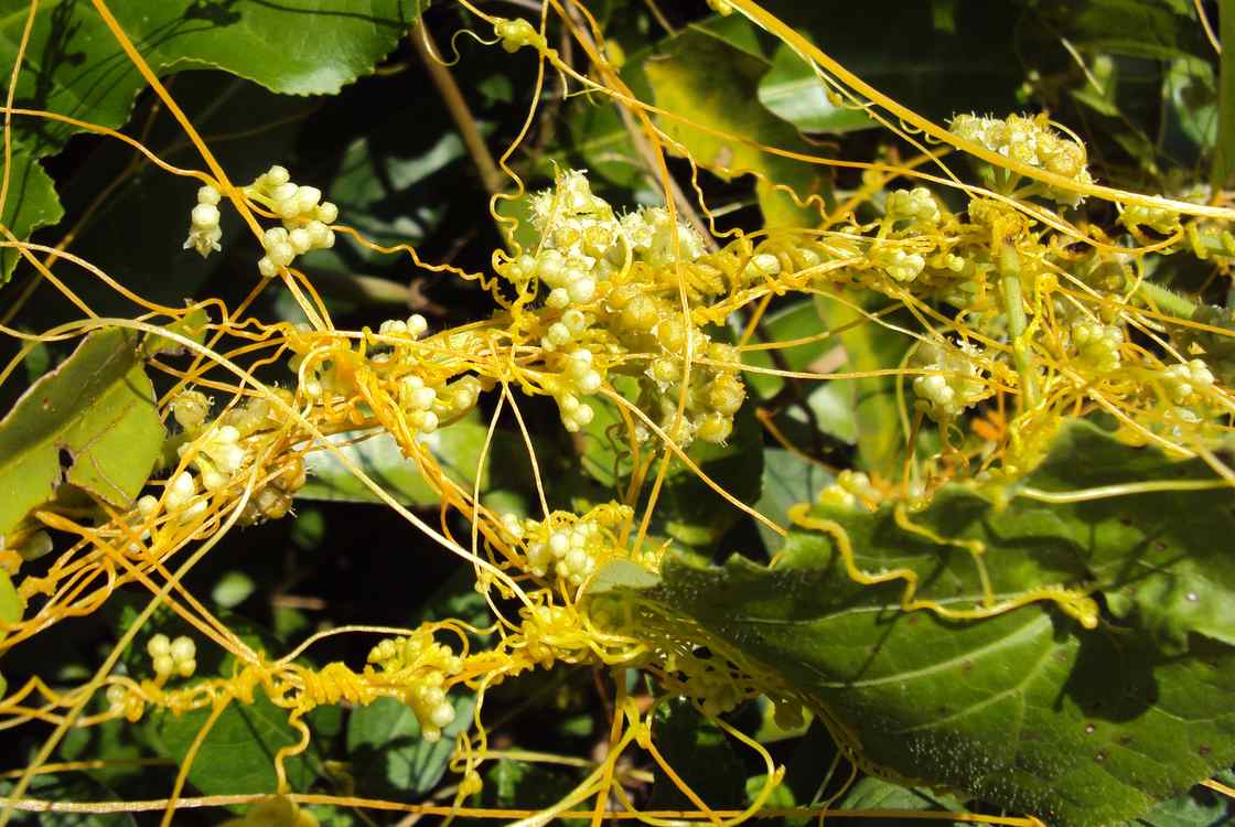 菟丝子植株与藤蔓