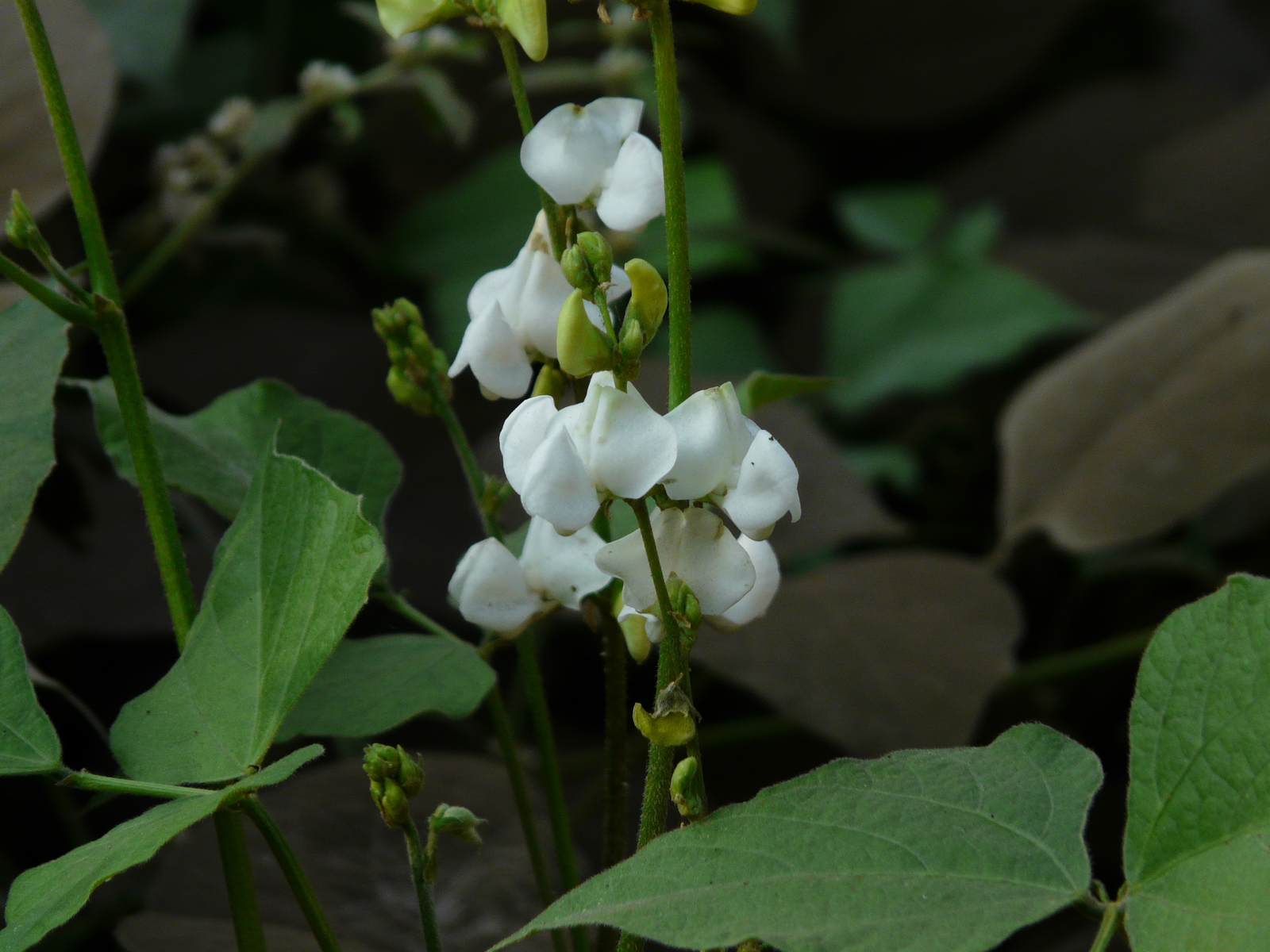 白扁豆植株白色蝶形花与绿叶
