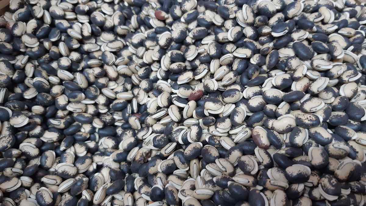 白扁豆干燥种子形态